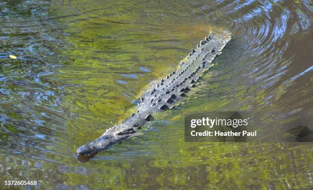 Osteoderms Osteoderms Photos and Premium High Res Pictures - Getty Images