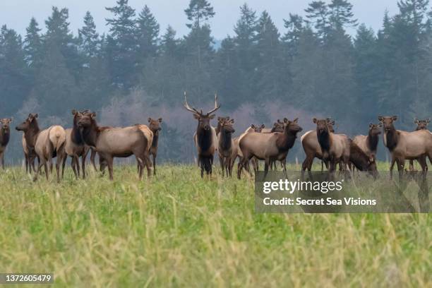 roosevelt elk - sequim stock pictures, royalty-free photos & images