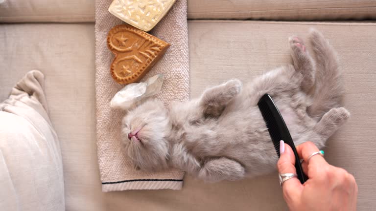 https://media.gettyimages.com/id/1372606602/video/cat-owner-grooming-her-kitten-with-comb.jpg?b=1&s=640x640&k=20&c=bJOpeLbbhdymtZSh032vEpljSC5lkKheN9JdumbeJ04=