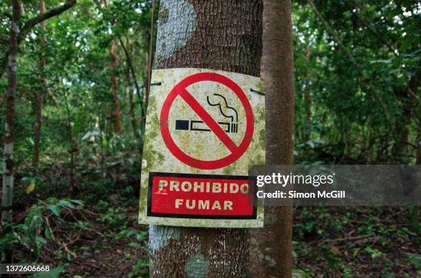 spanish-language 'prohibido fumar' [no smoking] sign on a tree trunk at the cobá archeological site, quintana roo, mexico - no smoking sign 個照片及圖片檔