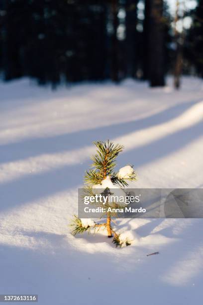 small evergreen tree with snow in the sunlight. - evergreen plant foto e immagini stock