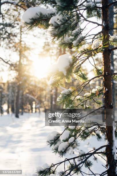 close up of a evergreen tree covered with snow against the sun - evergreen forest stock-fotos und bilder