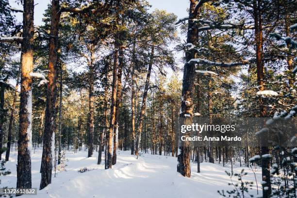 path in a pine forest in lapland during winter with snow and sunlight. - inari finland bildbanksfoton och bilder