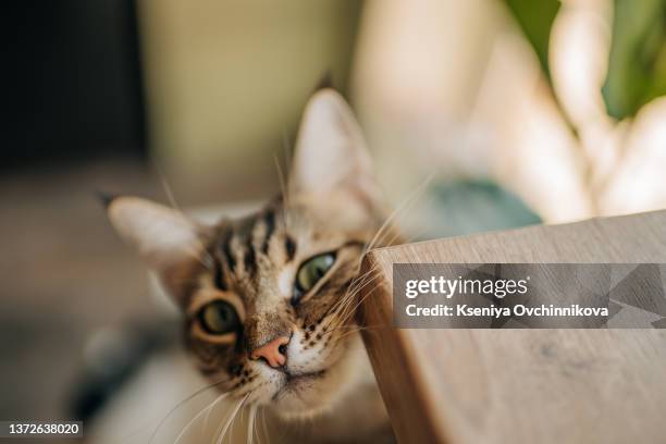 the behavior of the cat rubbing against objects to show territory. - cat white background stock-fotos und bilder