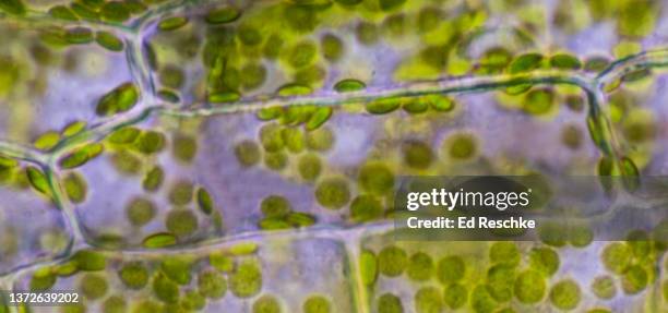 photosynthesis occuring in a green plant cell with chloroplasts, 500x - chloroplasten stock-fotos und bilder