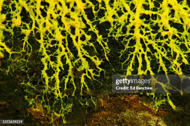 slime mold plasmodium or slime stage (fuligo septica) - plasmódio - fotografias e filmes do acervo