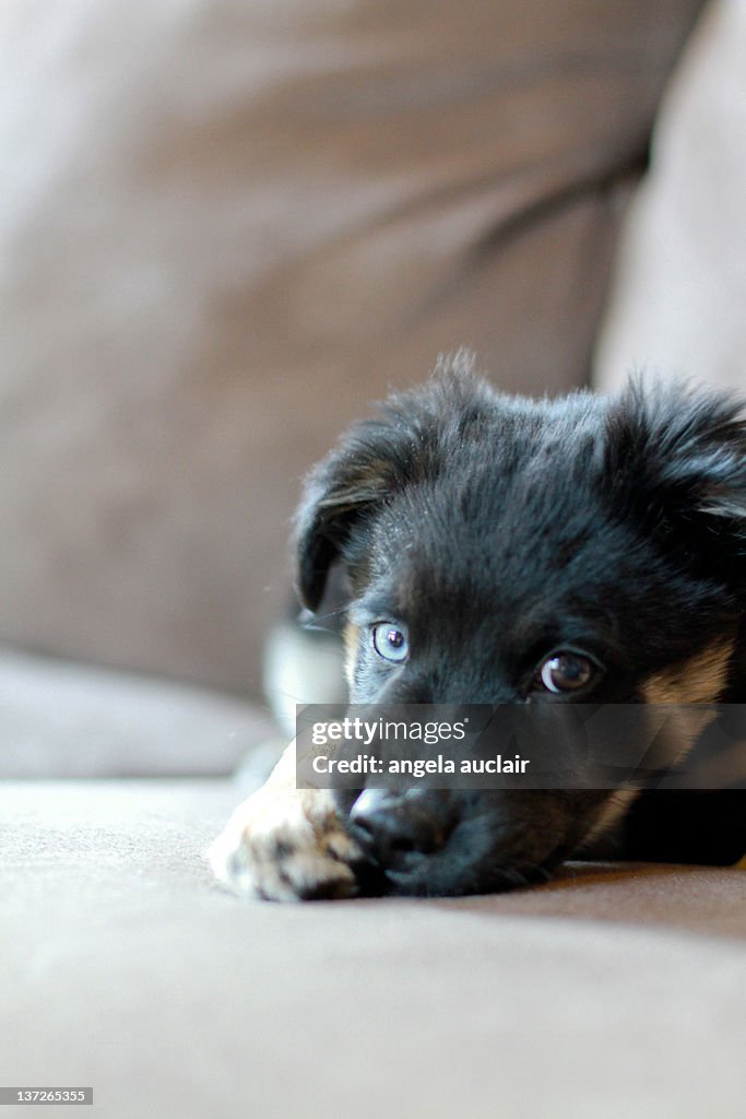 Lab mix puppy with one blue eye and one brown