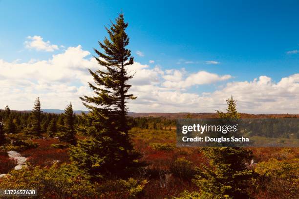 allegheny mountains, dolly sods wilderness, west virginia, usa - amerikanische forstbehörde stock-fotos und bilder