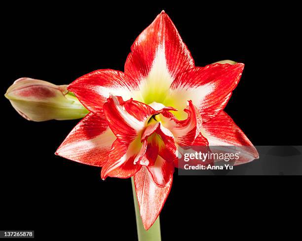 amaryllis "pasadena" - hippeastrum picotee stock pictures, royalty-free photos & images