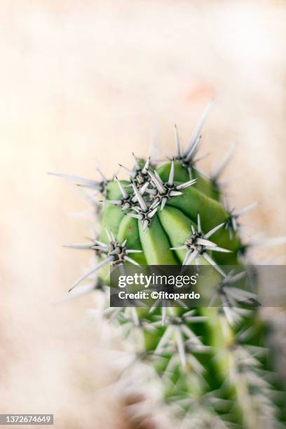 a close up of a cactus and areoles - areoles stock pictures, royalty-free photos & images