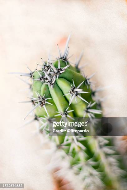 a close up of a cactus and areoles - areoles stock-fotos und bilder