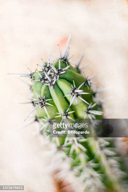 a close up of a cactus and areoles - areoles stock pictures, royalty-free photos & images