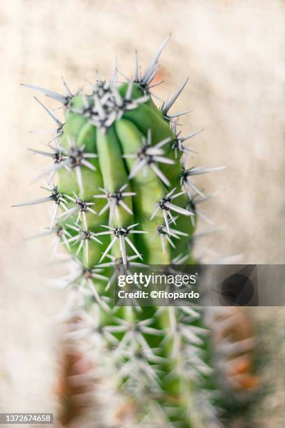 a close up of a cactus and areoles - areoles foto e immagini stock