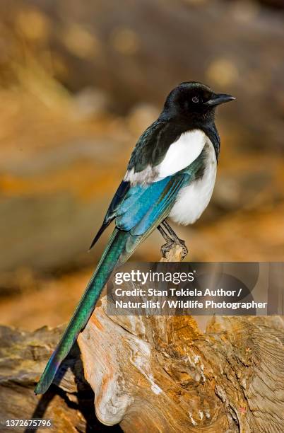 black-billed magpie (pica hudsonia) - ekster stockfoto's en -beelden