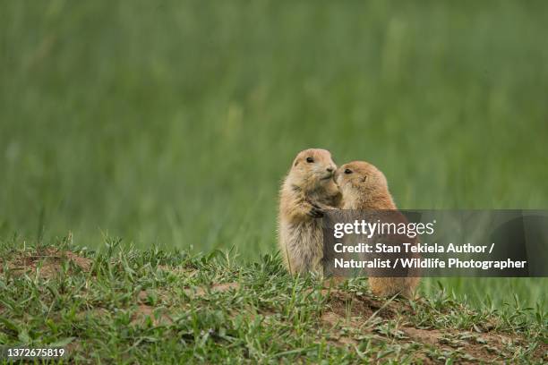 black-tailed prairie dog taken in north dakota - rodent - fotografias e filmes do acervo