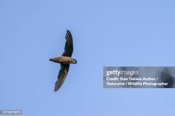 chimney swift in flight - swift bird stock pictures, royalty-free photos & images