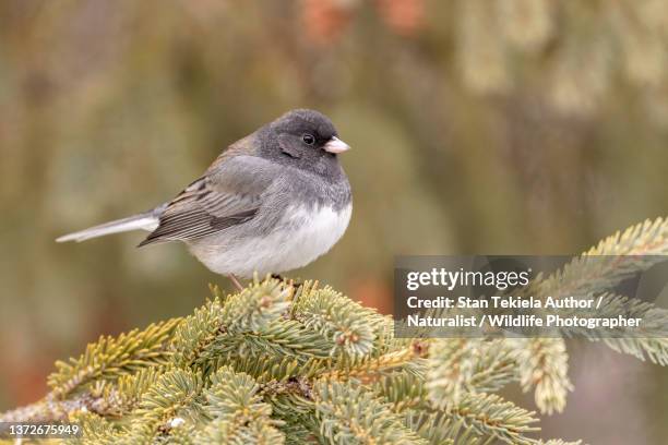 dark-eyed junco on spruce - dark eyed junco stock pictures, royalty-free photos & images