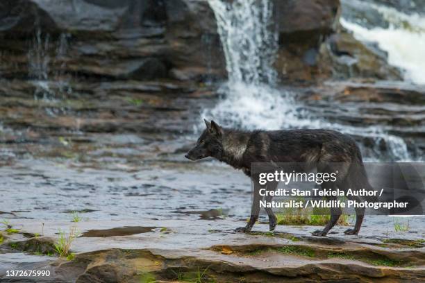 River Wolf Photos and Premium High Res Pictures Getty Images