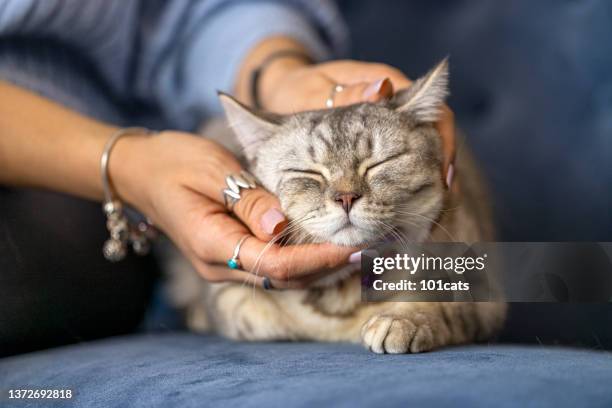 british short hair cat, massaged by its female owner - funny massage stock pictures, royalty-free photos & images