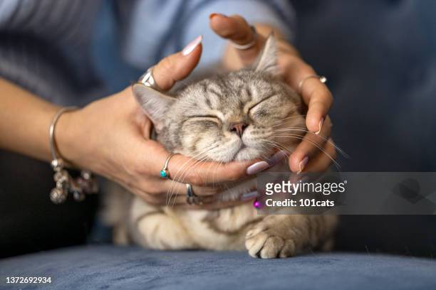british short hair cat, massaged by its female owner - massage funny stock pictures, royalty-free photos & images