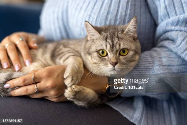 british short hair kitten, loved by its owner - massage funny stock pictures, royalty-free photos & images