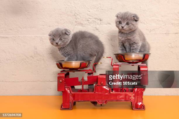gattini scozzesi pieghevoli, che giocano su una bilancia antica - animal scale foto e immagini stock
