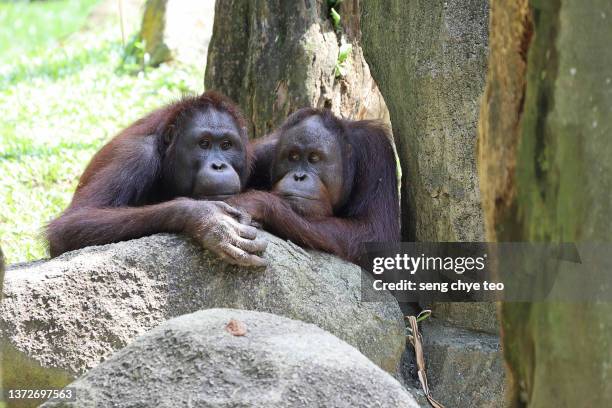 companionship - comportamiento de animal fotografías e imágenes de stock