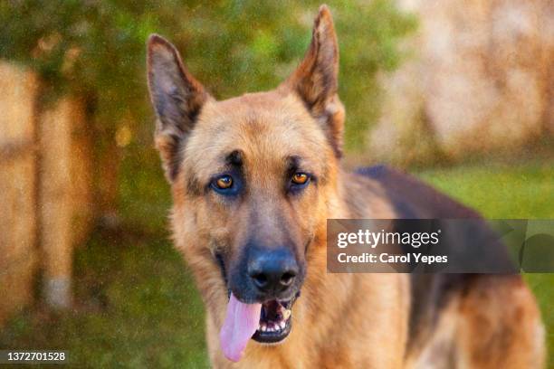 portrait of german shepard dog sticking out tongue - german shepherd teeth stock pictures, royalty-free photos & images