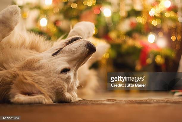 golden retriever relaxing on his back - christmas dog 個照片及圖片檔