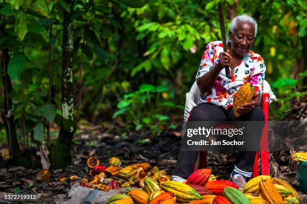 Betsabeth Alvarez, a 98-years-old Afro-Colombian farmer, opens a cacao pod with a machete during a harvest on a traditional cacao farm on December 1,...