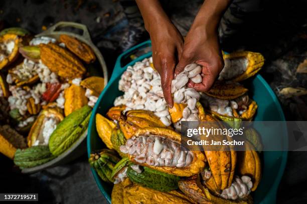 An Afro-Colombian farmer separates pulpy cacao seeds from a cacao pod during a harvest on a traditional cacao farm on December 1, 2021 in Cuernavaca,...