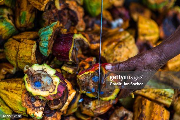 An infected cacao pod is seen being open with a machete during a harvest on a traditional cacao farm on December 1, 2021 in Cuernavaca, Colombia....