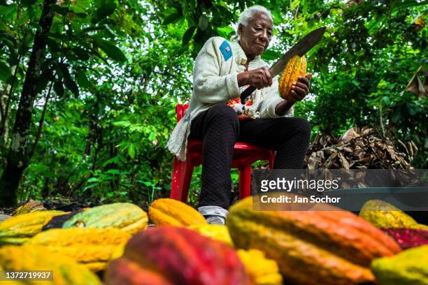 Betsabeth Alvarez, a 98-years-old Afro-Colombian farmer, opens a cacao pod with a machete during a harvest on a traditional cacao farm on December 1,...