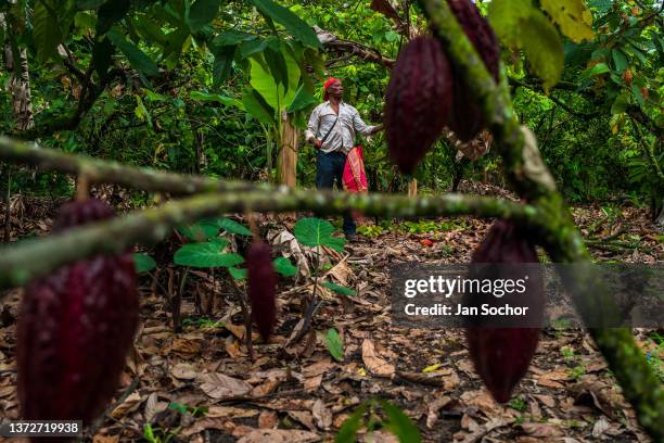 An Afro-Colombian farmer searches for ripe cacao pods during a harvest on a traditional cacao farm on December 1, 2021 in Cuernavaca, Colombia....