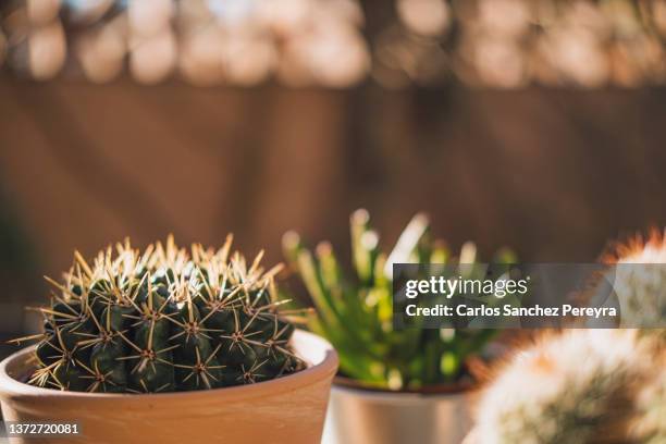 succulent plant - organ pipe coral stock pictures, royalty-free photos & images
