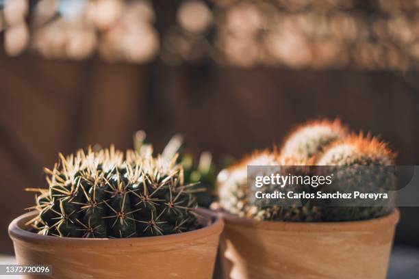 succulent plant - organ pipe coral stock pictures, royalty-free photos & images