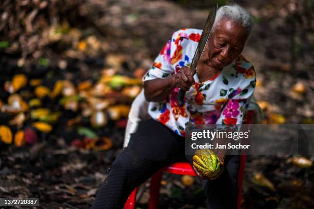 Betsabeth Alvarez, a 98-years-old Afro-Colombian farmer, opens a cacao pod with a machete during a harvest on a traditional cacao farm on December 1,...