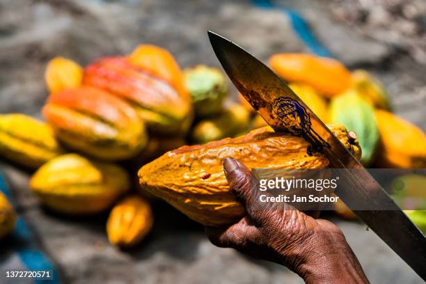 Freshly harvested, ripe cacao pod is seen being open with a machete on a traditional cacao farm on December 1, 2021 in Cuernavaca, Colombia....