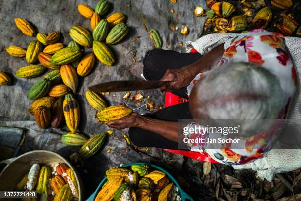 Betsabeth Alvarez, a 98-years-old Afro-Colombian farmer, opens a cacao pod with a machete during a harvest on a traditional cacao farm on December 1,...