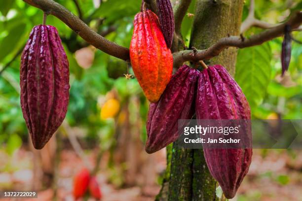 Cacao fruits are seen growing on cacao trees on a traditional cacao farm on December 2, 2021 in Cuernavaca, Colombia. Colombian cacao production is...