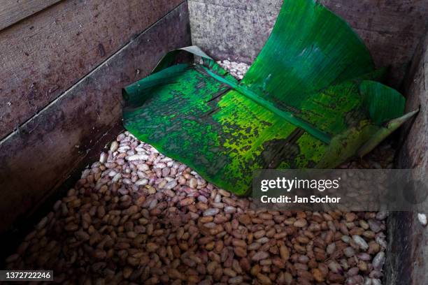 Cacao seeds, covered in pulp and hidden by banana leaves, are seen being fermented in a wooden box on a traditional cacao farm on December 5, 2021 in...
