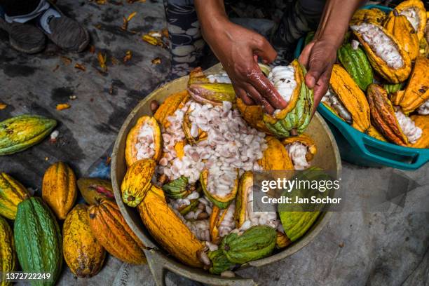 An Afro-Colombian farmer separates pulpy cacao seeds from a cacao pod during a harvest on a traditional cacao farm on December 1, 2021 in Cuernavaca,...