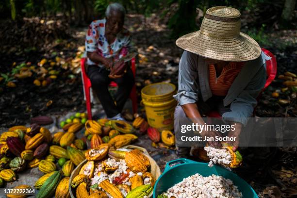 Aminta Balanta and Betsabeth Alvarez, Afro-Colombian farmers, separate pulpy cacao seeds from cacao pods during a harvest on a traditional cacao farm...