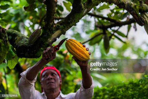 Rigoberto Balanta, an Afro-Colombian farmer, cuts cacao pods from a tree during a harvest on a traditional cacao farm on December 1, 2021 in...