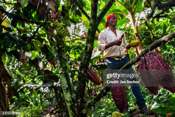 Rigoberto Balanta, an Afro-Colombian farmer, cuts cacao pods from a tree during a harvest on a traditional cacao farm on December 1, 2021 in...