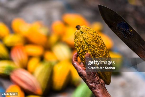 Freshly harvested, ripe cacao pod is seen being open with a machete on a traditional cacao farm on December 1, 2021 in Cuernavaca, Colombia....