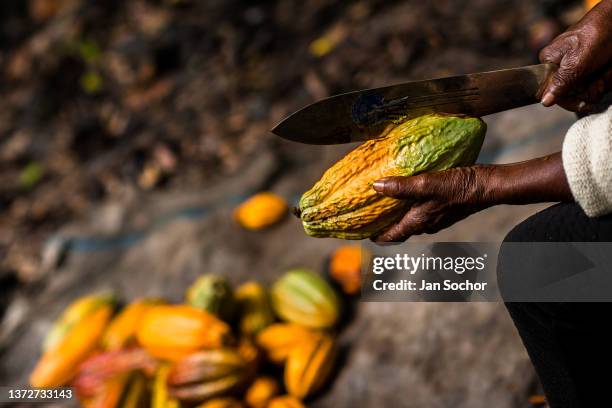 An Afro-Colombian farmer opens a cacao pod with a machete during a harvest on a traditional cacao farm on December 1, 2021 in Cuernavaca, Colombia....