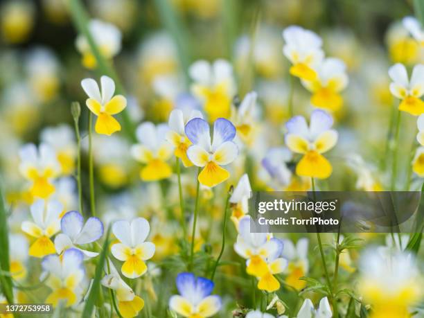 close-up of blooming yellow and blue viola flower at sunny day. field of wild pansy - viola tricolor stock pictures, royalty-free photos & images