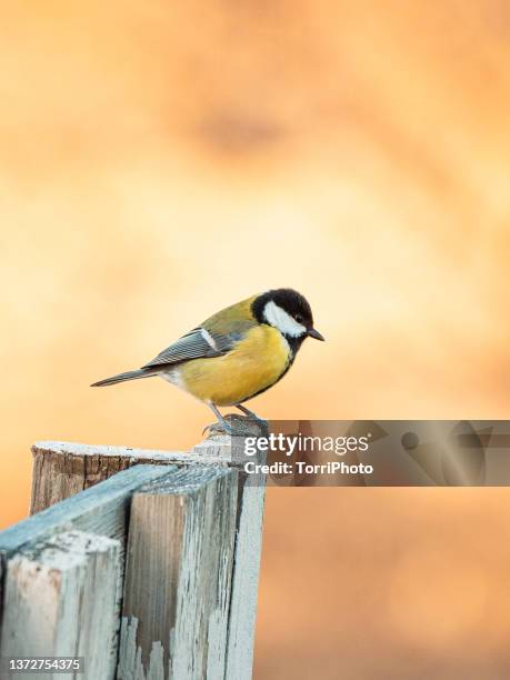 great tit perching on old wooden fence against yellow blurred background in autumn garden - kohlmeise stock-fotos und bilder