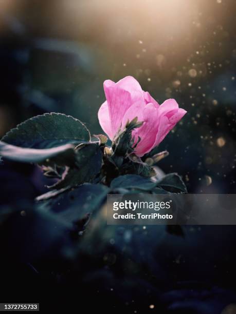 close-up pink wild rose flower on dark green foliage baclground - wildrose stock pictures, royalty-free photos & images